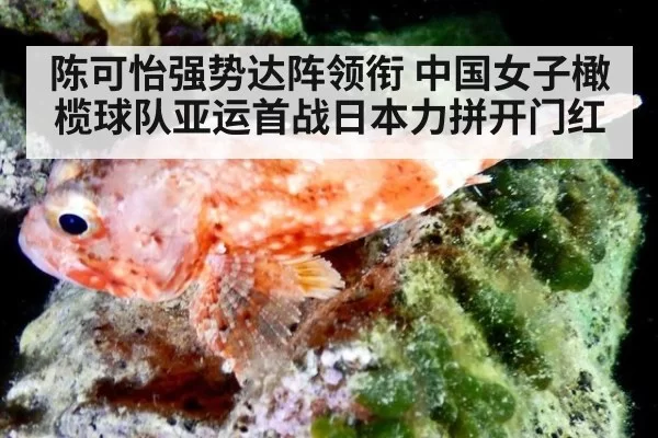 陈可怡强势达阵领衔 中国女子橄榄球队亚运首战日本力拼开门红